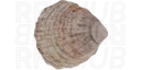 Oyster