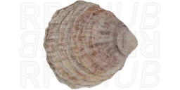 Oyster