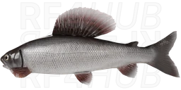 Grayling