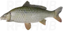 Wild Carp