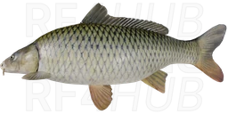 Wild Carp