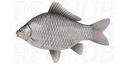 Gibel Carp