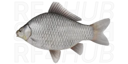 Gibel Carp