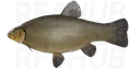 Kvolsdorfsky tench