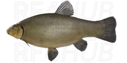 Kvolsdorfsky tench