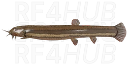 Loach
