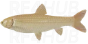 Albino Grass Carp