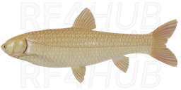 Albino Grass Carp