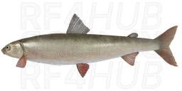 Round Whitefish