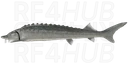 Ladoga sturgeon