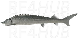 Ladoga sturgeon