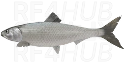 Pontic shad