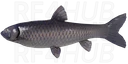 Black Carp