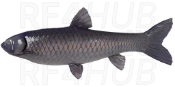 Black Carp