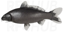 Yotsushiro