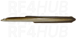 Eel