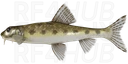 Siberian Gudgeon