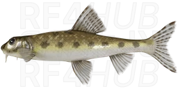Siberian Gudgeon