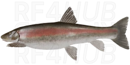 Longnose Sucker