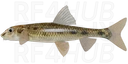 Gudgeon