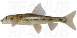 Gudgeon