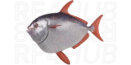 Opah