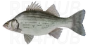 White bass