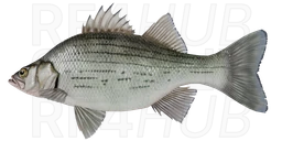 White bass