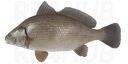 Freshwater drum