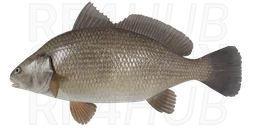 Freshwater drum