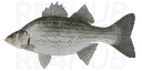 Hybrid Striped Bass (Whiterock Bass)