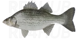 Hybrid Striped Bass (Whiterock Bass)