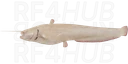 Albino Catfish