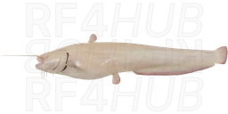Albino Catfish