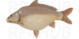 Leather Carp