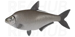 Gizzard shad