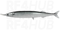 Atlantic saury