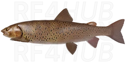 Sharp-snouted Lenok