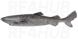 Greenland shark