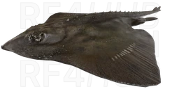 Arctic skate