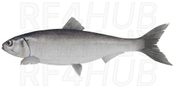 Kessler's Herring
