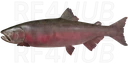 Chinook Salmon
