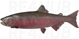 Chinook Salmon