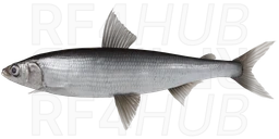 Vendace