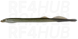 Siberian Lamprey