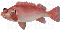 Beaked redfish