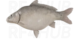 Scaleless Ghost Carp