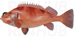 Small redfish