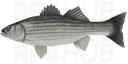 Striped Bass (Striper)