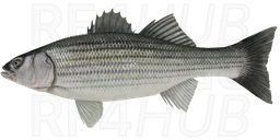 Striped Bass (Striper)